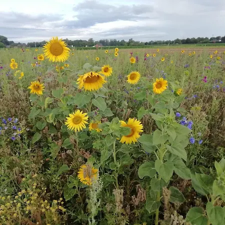 Apartamento Kerstenhof *